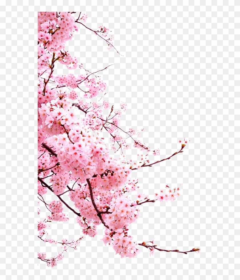 Cherry Blossom Flower - Transparent Cherry Blossom Png #801819