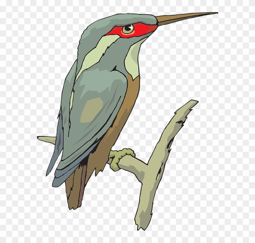 Kingfisher Bird, Wings, Animal, Beak, Feathers, Kingfisher - Kingfisher #801823