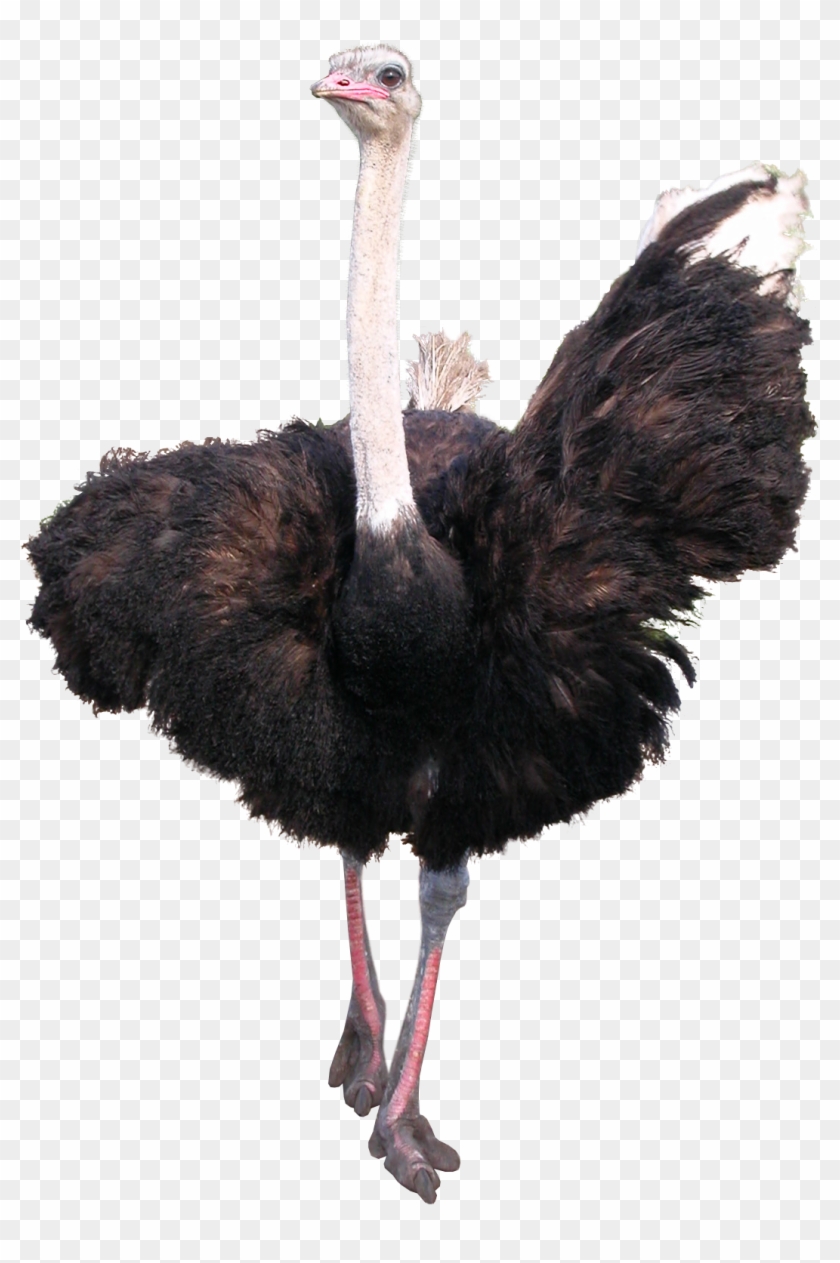 Ostrich Png #801830