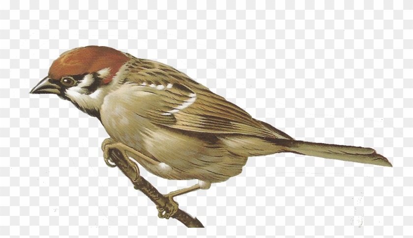 House Sparrow Clipart - Sparrow Transparent Background #801829