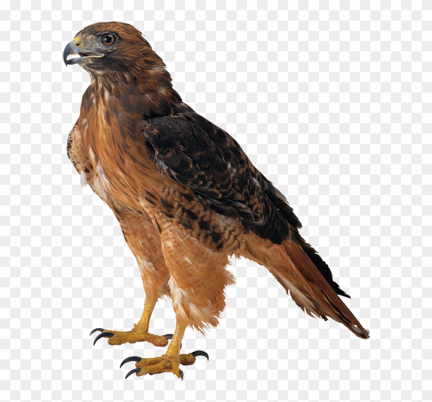 Hawk Png Picture - Sitting Eagle Png #801834