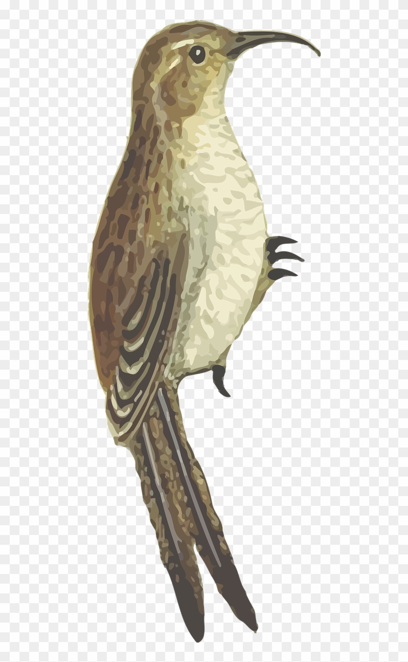 Animal Arboreal Bird Tree Png Image - Eurasian Treecreeper #801853