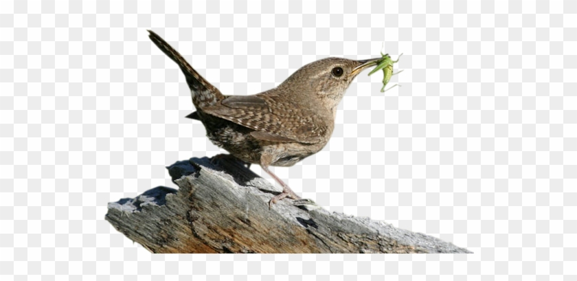 Tim Avery Birding - Wren Bird Png #801857