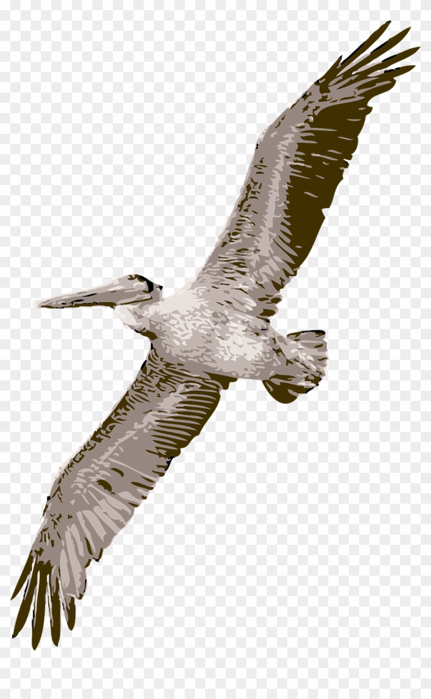 Bird Pelican Nature Wildlife Png Image - Pelican Clipart #801861