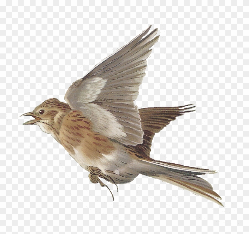 Nightingale Clipart Flying - Skylark Bird Png #801896