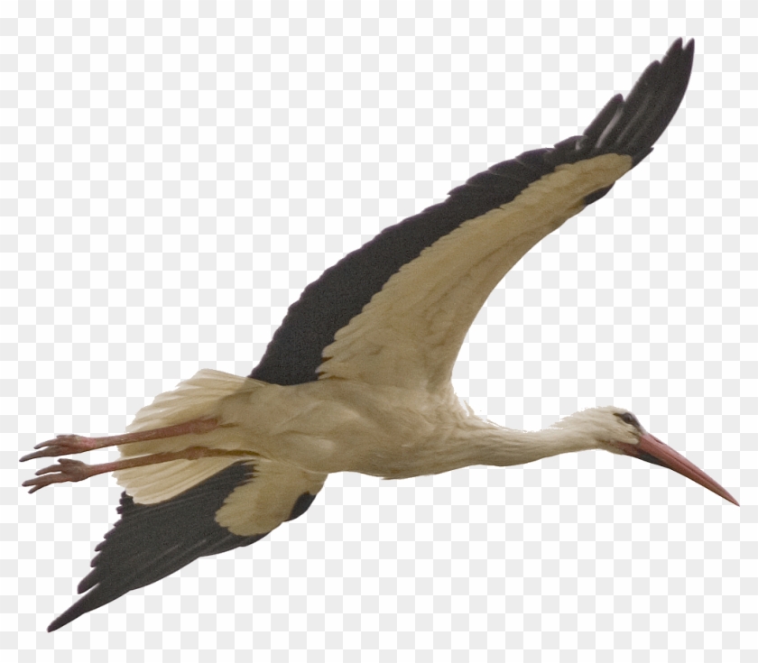 Bird Stork Clip Art - Flying Stork #801930