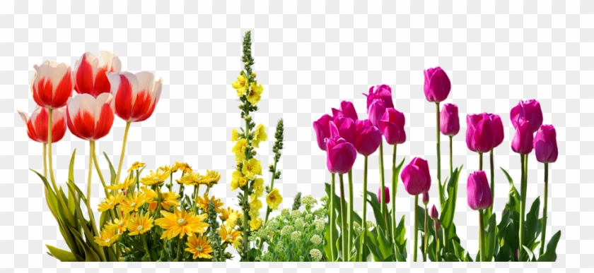 Tulips, Spring, Flowers, Flower Bed, Plant, Nature - Spring Flowers Png #801934