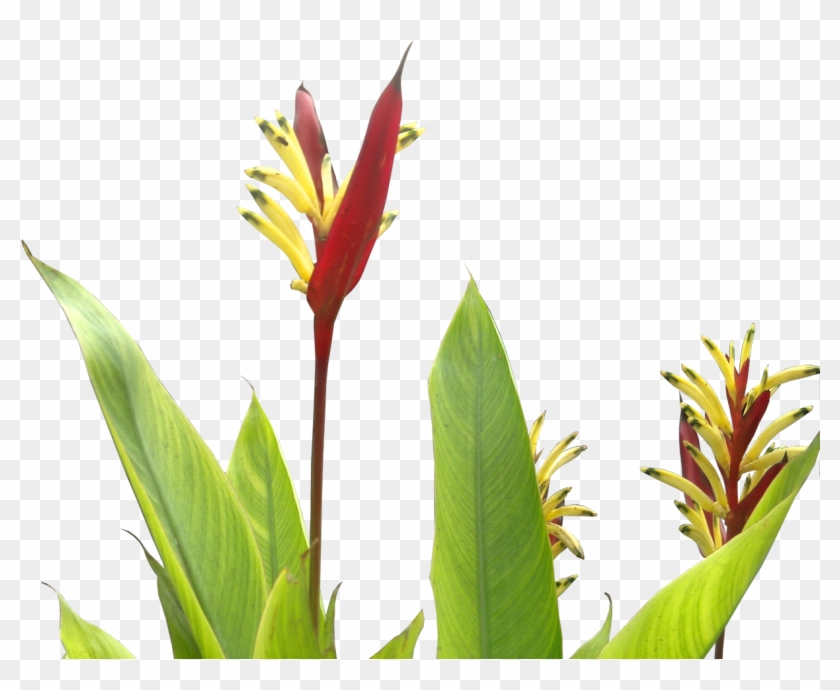 Daily Clipart - Tropical Plants Flower Png #801940