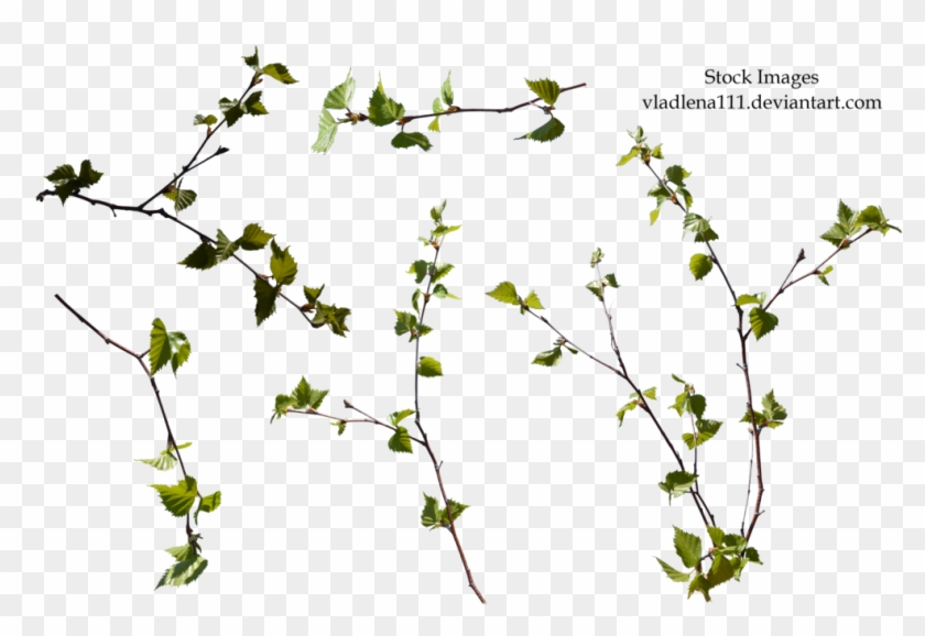 Branch Spring Tree Png -3 By Vladlena111 - Branches Of Tree Png #801964