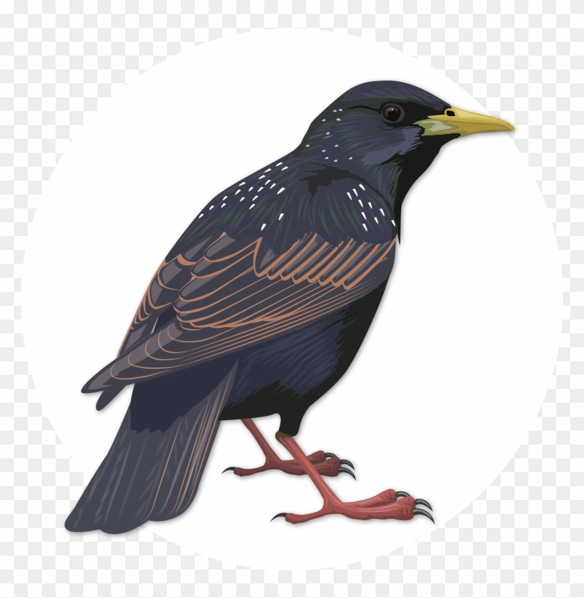 Bird #801965