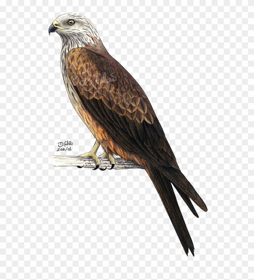 Bald Eagle Bird Red Kite Black Kite - Bald Eagle Bird Red Kite Black Kite #801988