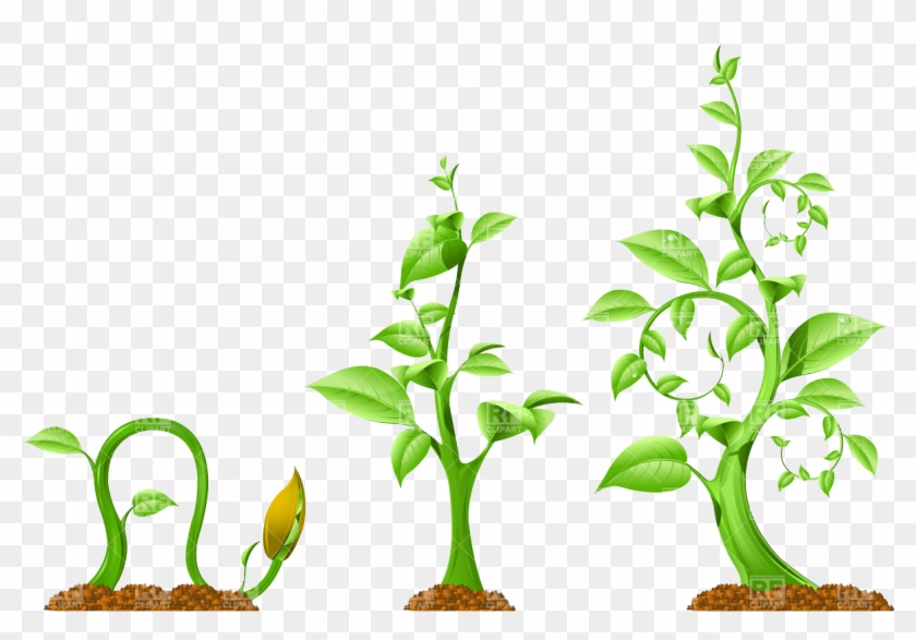 Plant Growth Download Royalty Free Vector File Eps - Growth In Plants And Animals #801981