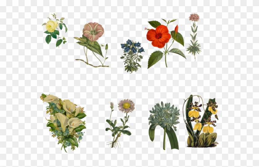 Vintage Flowers Set 5 Png By Chaseandlinda - Familiar Indian Flowers 1878 Hibiscus Rosa Linensis #801984