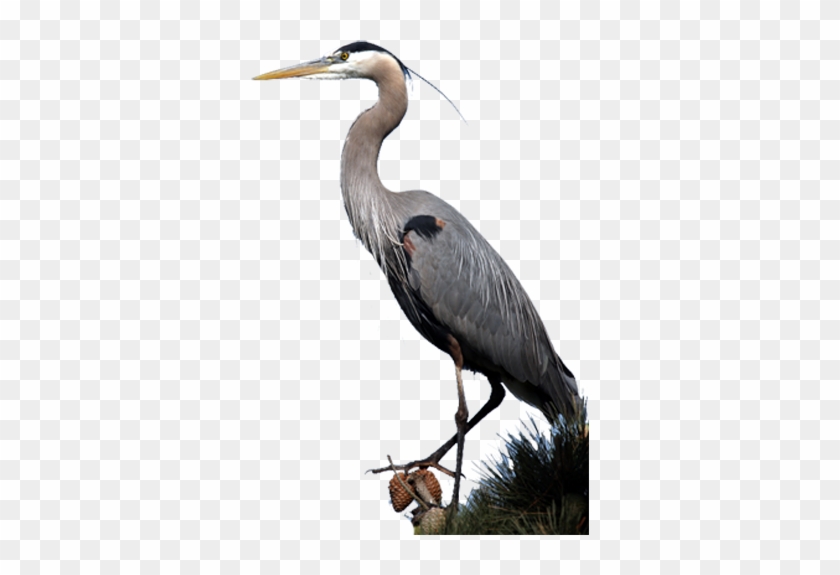 Great Blue Heron - Blue Heron Png #801990