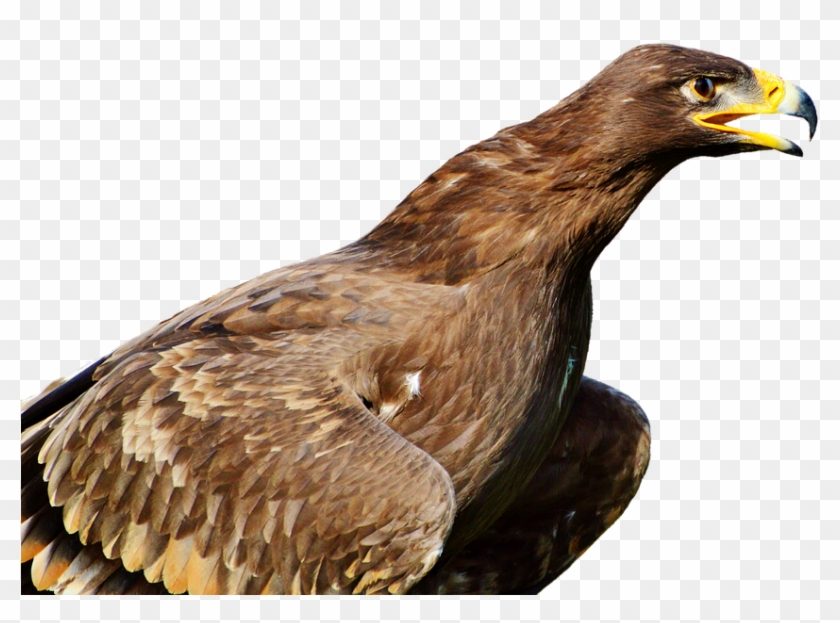 Adler, Bird Of Prey, Raptor, Bird, Bill - Птицы Хищные Пнг #801998