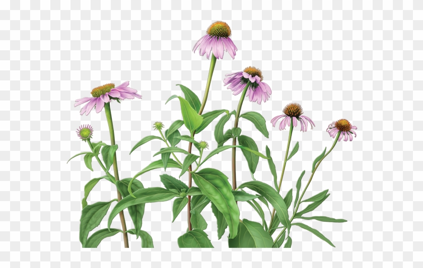 Echinacea Herbal Supplement - Alvita Echinacea Tea - 24 Bags #801999