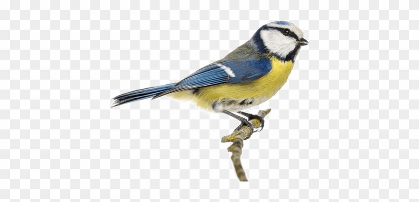 Bird Boxes - Eurasian Blue Tit #802000