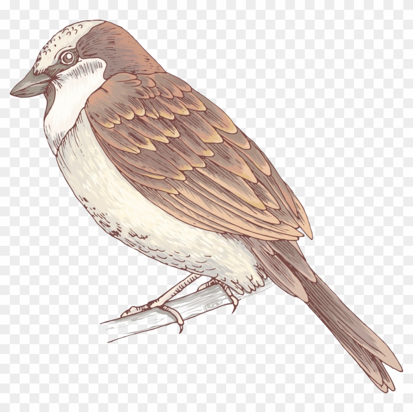 Bird House Sparrow - Sparrow #802008