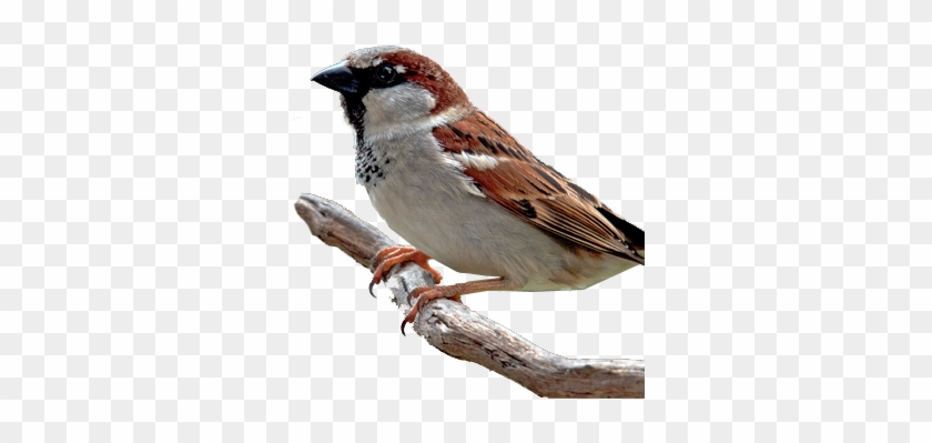 Bird Gard Electronic Bird Repellent Mining - House Sparrow Png #802011
