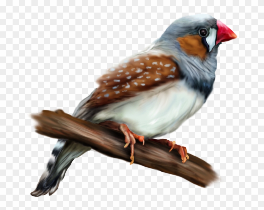 European Robin Zebra Finch Bird Common Nightingale - European Robin Zebra Finch Bird Common Nightingale #802041