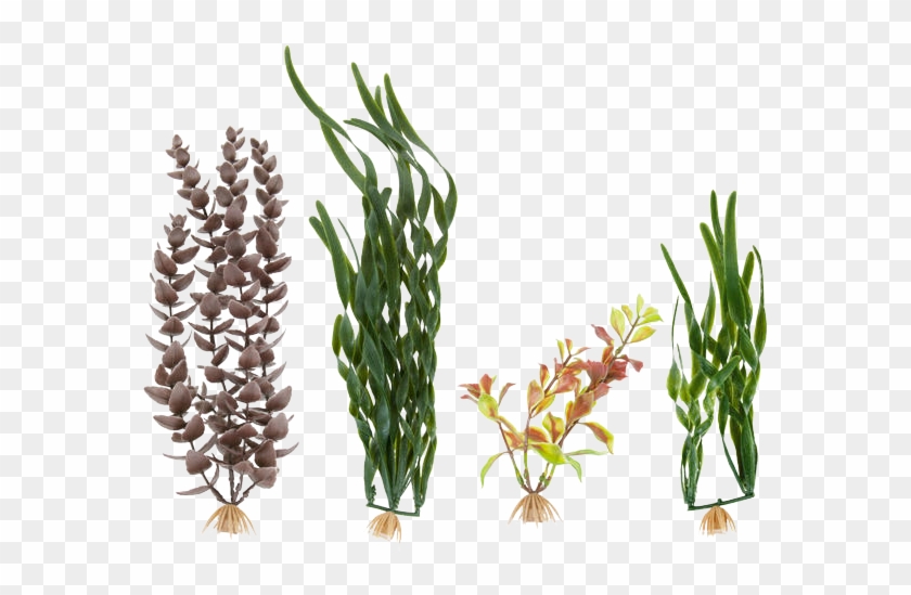 Plants - Aquarium Grass Png #802014