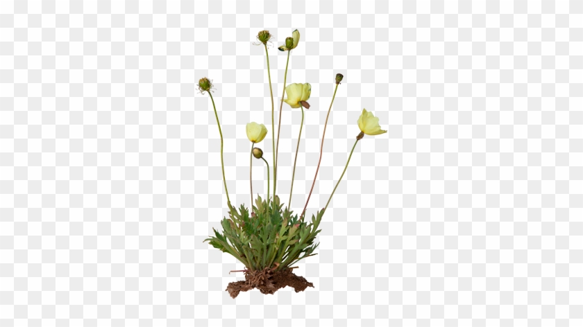 3d View - Papaver Radicatum #802020
