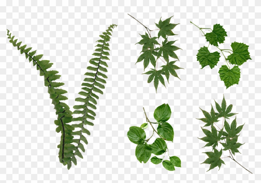 Fern Leaves Foliage Png Stock 2081 Assorted Pack By - Pack Png Plantas #802028
