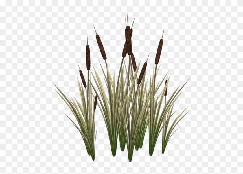 Typha Latifolia Cat Plant Tail Clip Art - Cat Tail Plant Png #802029