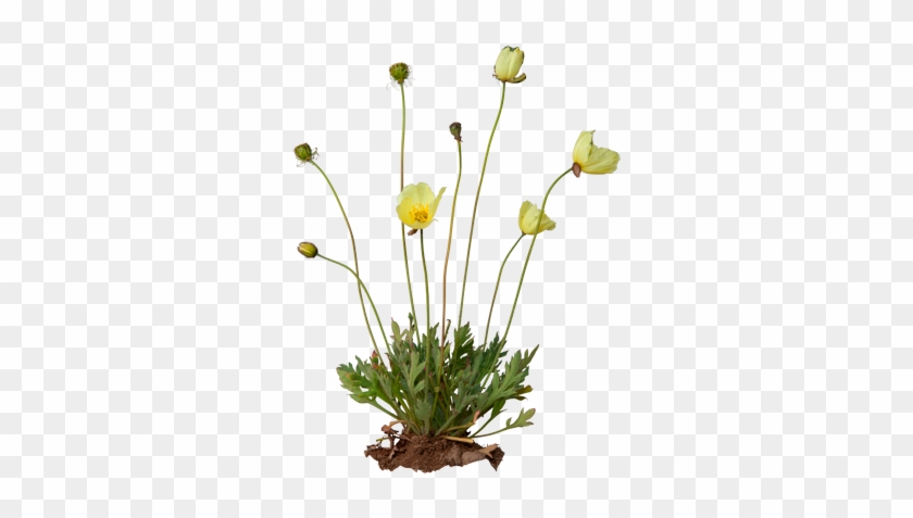 Arctic Poppy - Papaver Radicatum #802035