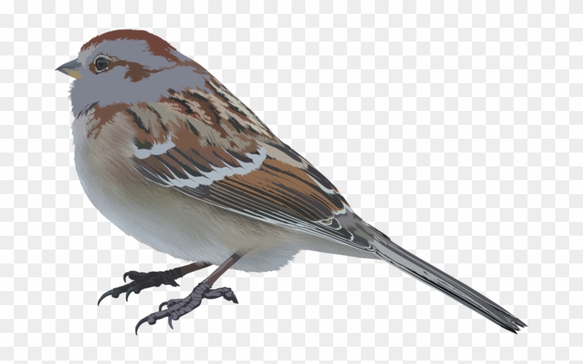 Bird Vector By Ssneakzz - House Sparrow #802047