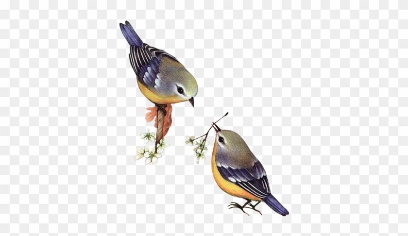 Spring Birds - Spring Birds Png #802053