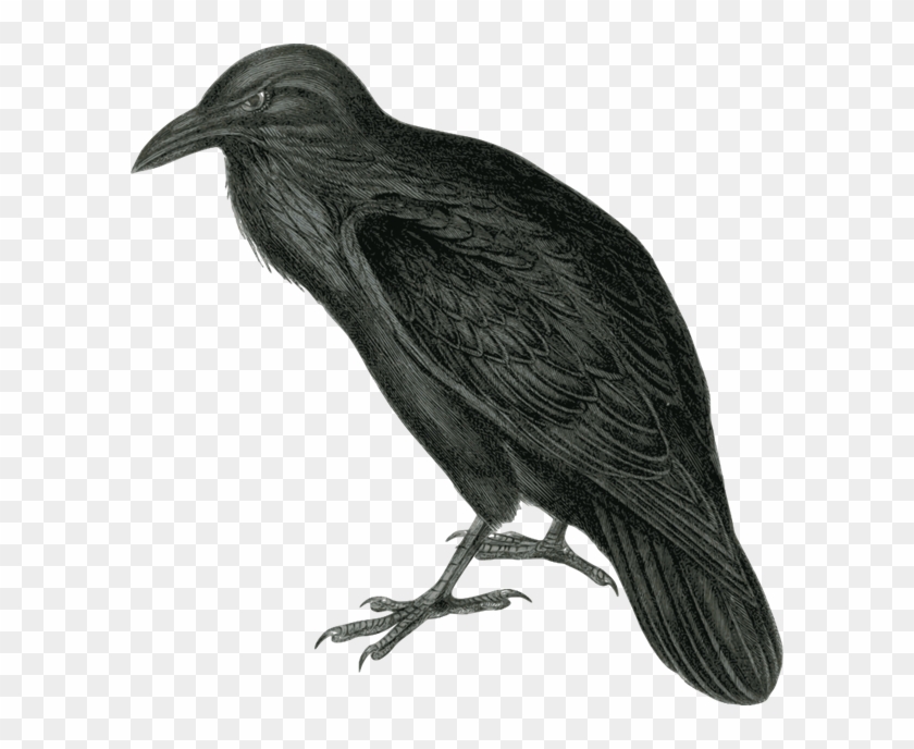 Raven - Clip Art Of A Raven #802066