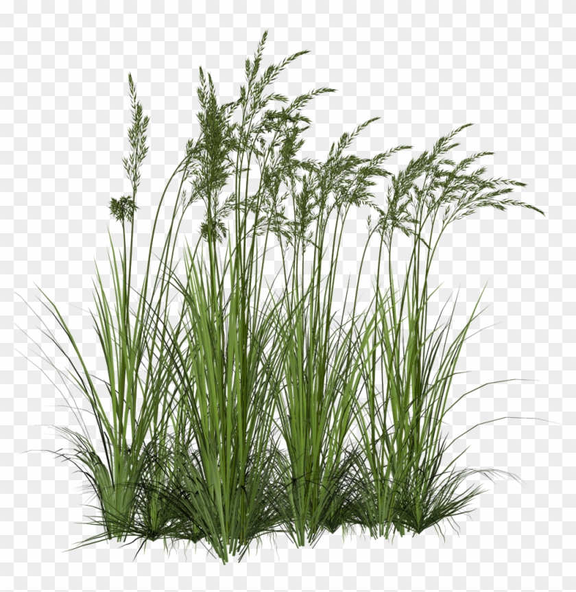 Render Nature - Renders Herbe - Wetland Plants Png #802070