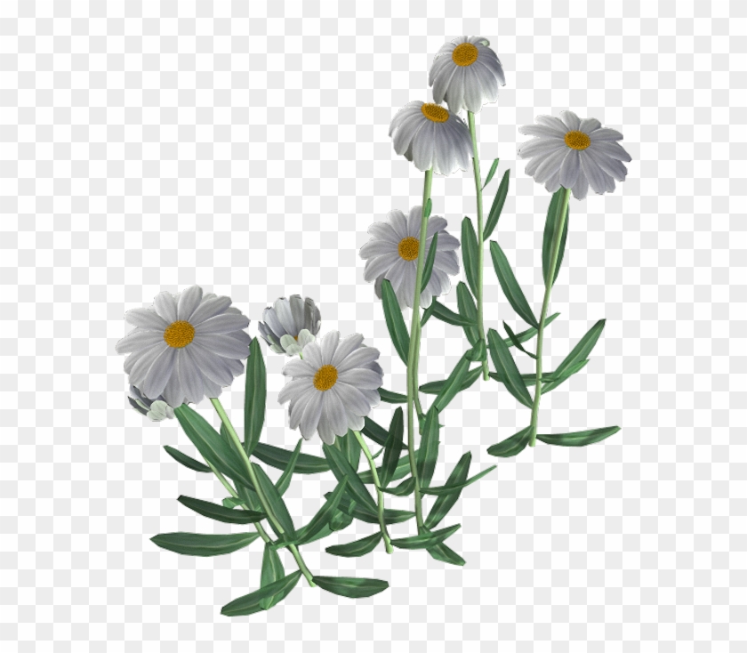 Beautiful Camomile Flower Png - Chamomile #802071