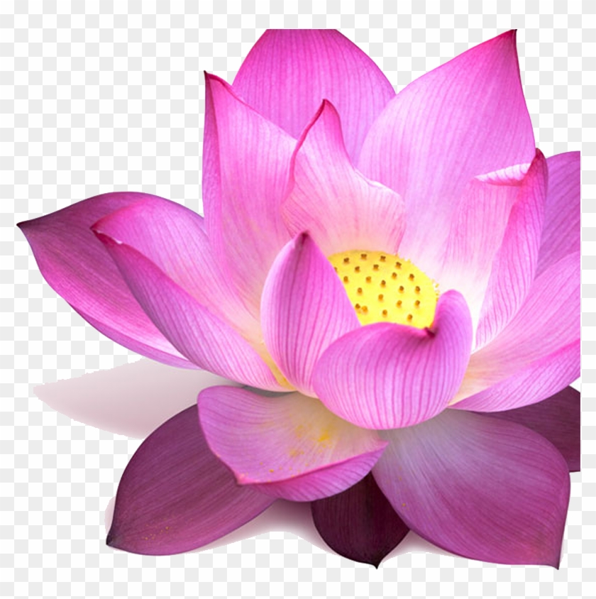 Png Images Of Lotus #802076