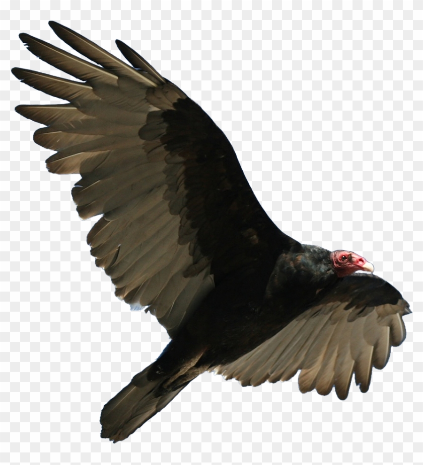 Vulture Transparent #802080