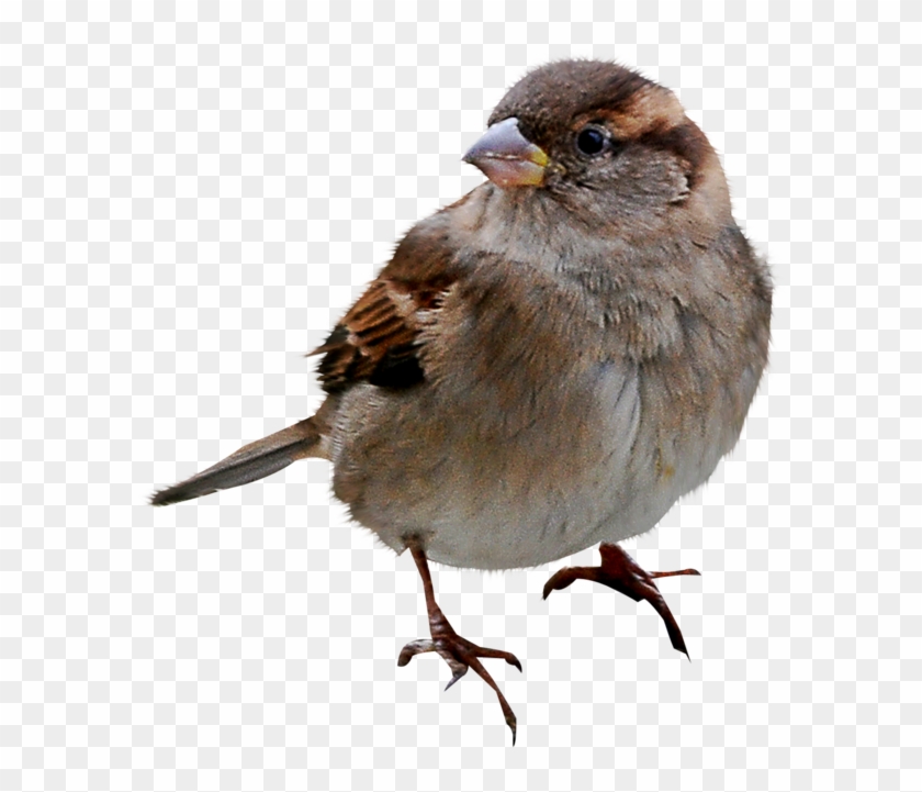 Sparrow Bird Png Download Image - Sparrow Transparent Background #802083