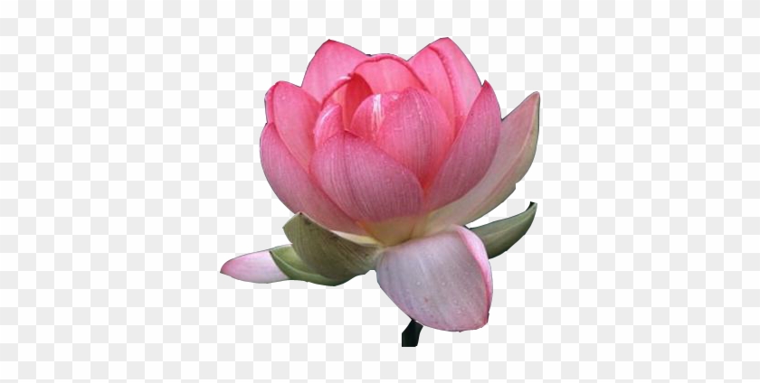 Lotus Flower Png Images Free Download Beautiful Lotus - Lotus Hd Image Png #802121