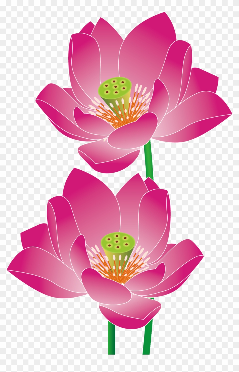 Nelumbo Nucifera Euclidean Vector - Sacred Lotus #802134