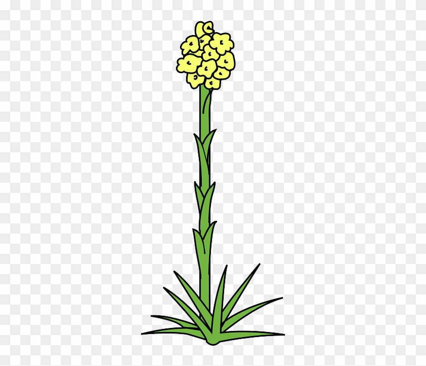 Plant Green, Yellow, Flower, Plant - Clip Art #802189