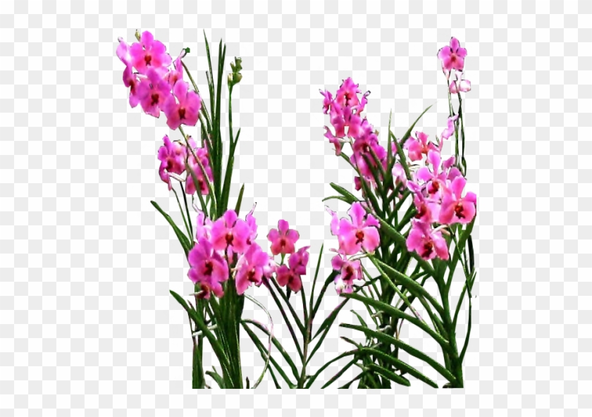 Pinky Purple Orchid Sprays By Lilipilyspirit - Purple Orchid Flowers Png #802215