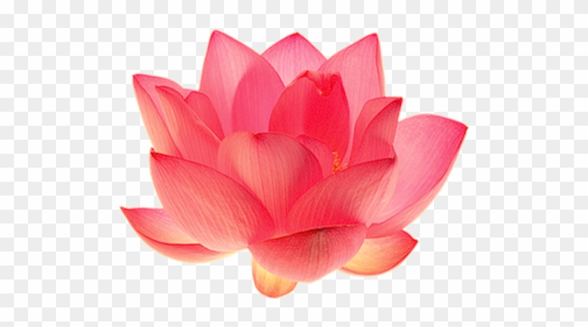 The Flower Offers The Fort Pierce Fl Area Superior - Sacred Lotus #802261
