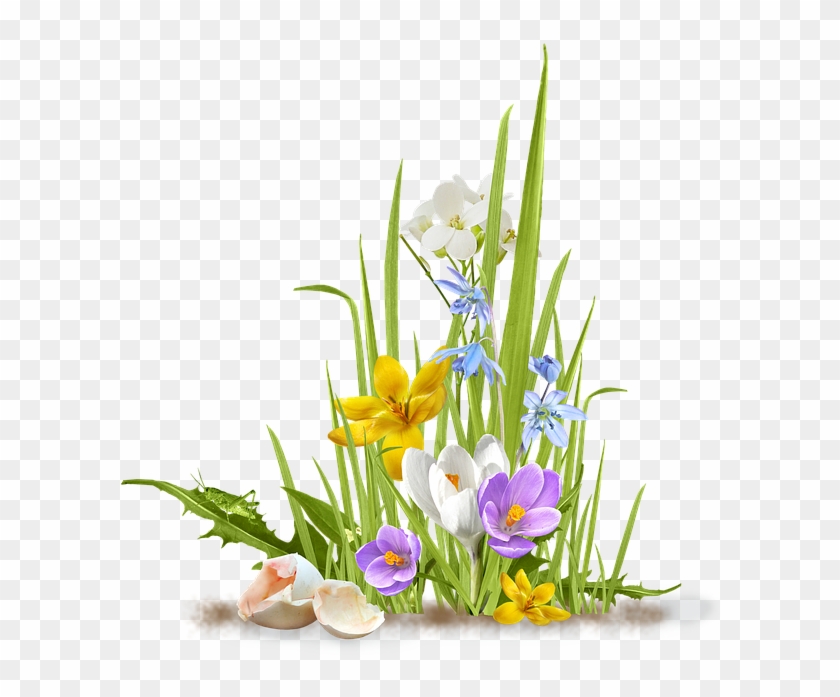 Spring, Flower, Crocus, Saffron, Grass, Shell, Egg - Spring Flower Png #802265