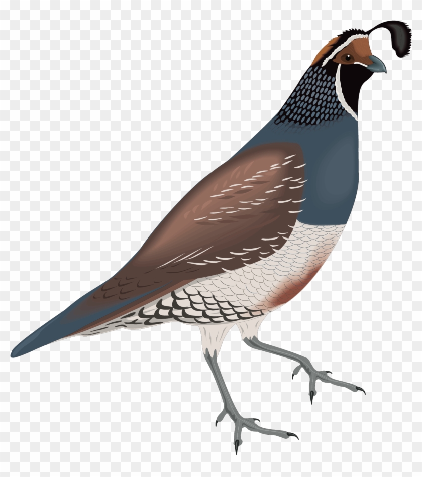 Common Quail California Quail Clip Art - Quail Clip Art #802557