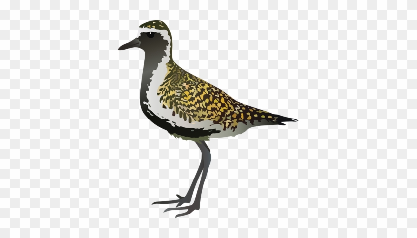 Plover Svg - Black Bellied Plover #802619