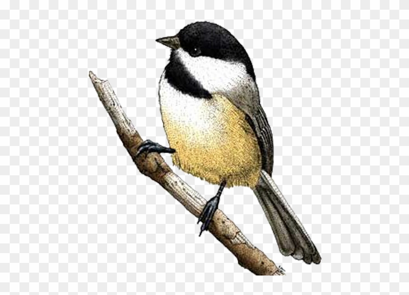 Black-capped Chickadee Bird Drawing Carolina Chickadee - Black-capped Chickadee Bird Drawing Carolina Chickadee #802730