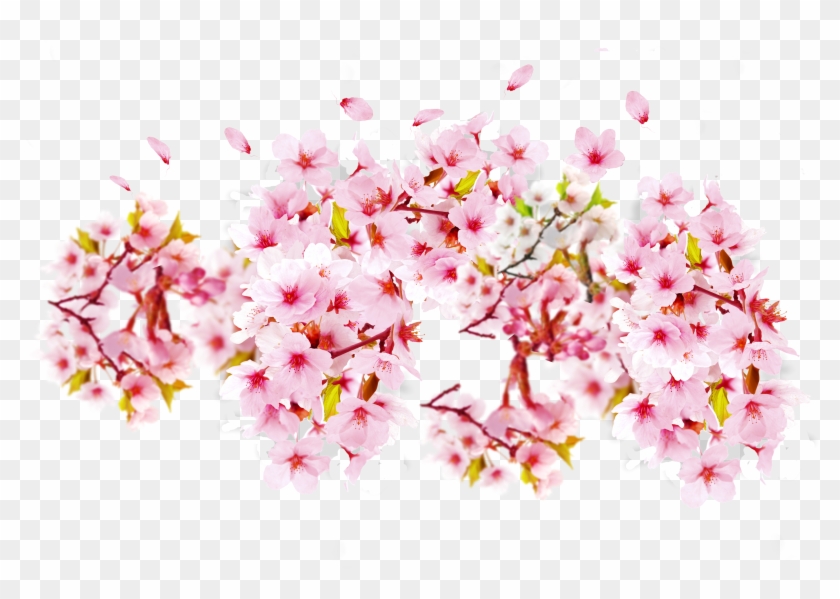 Cherry Blossom Petal Cerasus - Bunga Sakura Transparent #802764