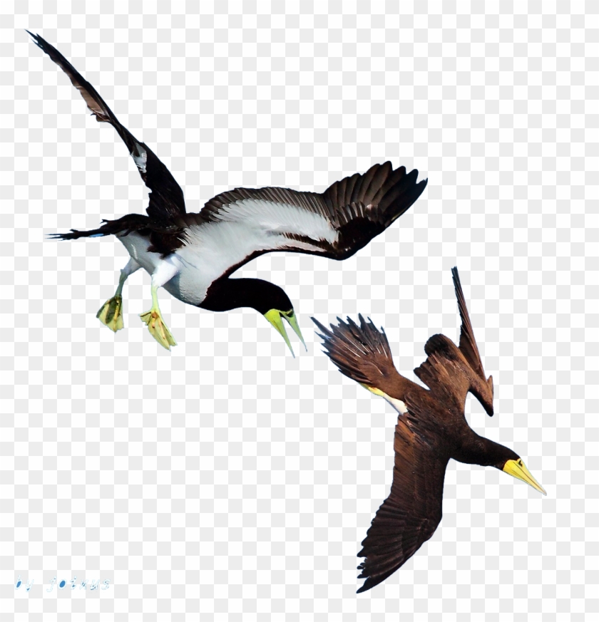 Duck Bird Flight - Duck Bird Flight #803028