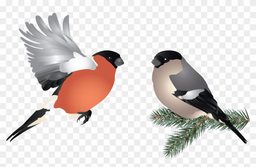 Bird Flight Illustration - Bird Flight Illustration #803056