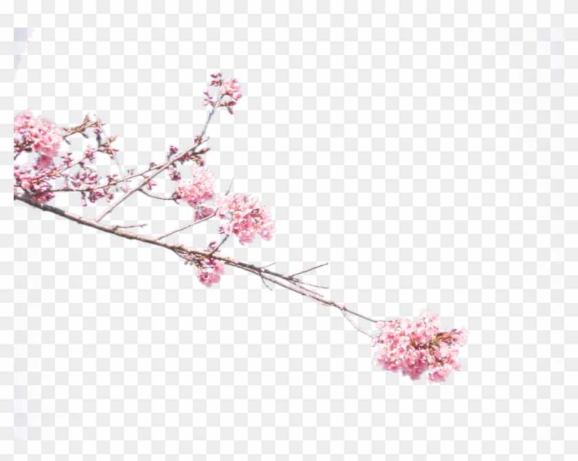 Plum Blossom Common Plum Petal - Plum Blossom Common Plum Petal #803129